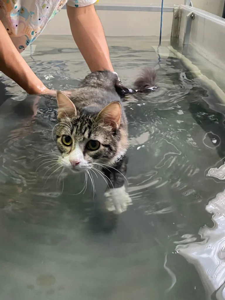 fisioterapia gato esteira aquática clínica fisiopeterapia veterinária katarina fontes